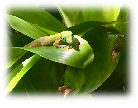 A green frog on a leaf

Description automatically generated