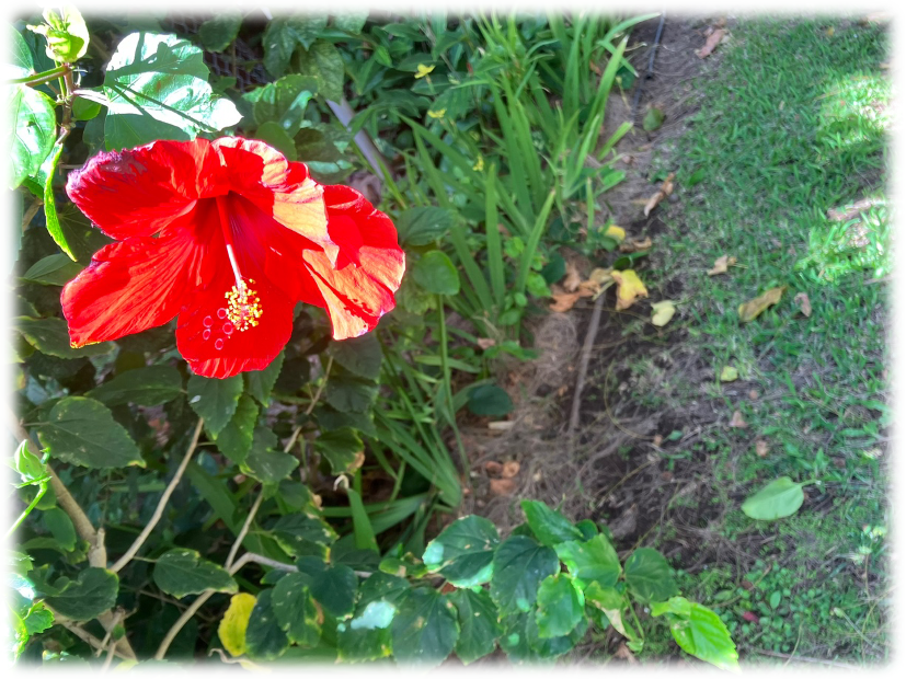 A red flower on a plant

AI-generated content may be incorrect.
