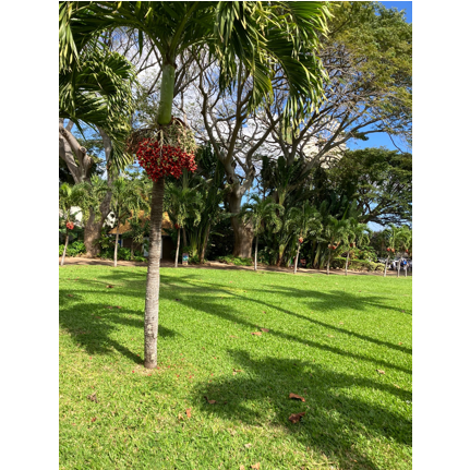 A palm tree with red berries on top of it

AI-generated content may be incorrect.