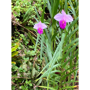A purple flowers and green plants

AI-generated content may be incorrect.