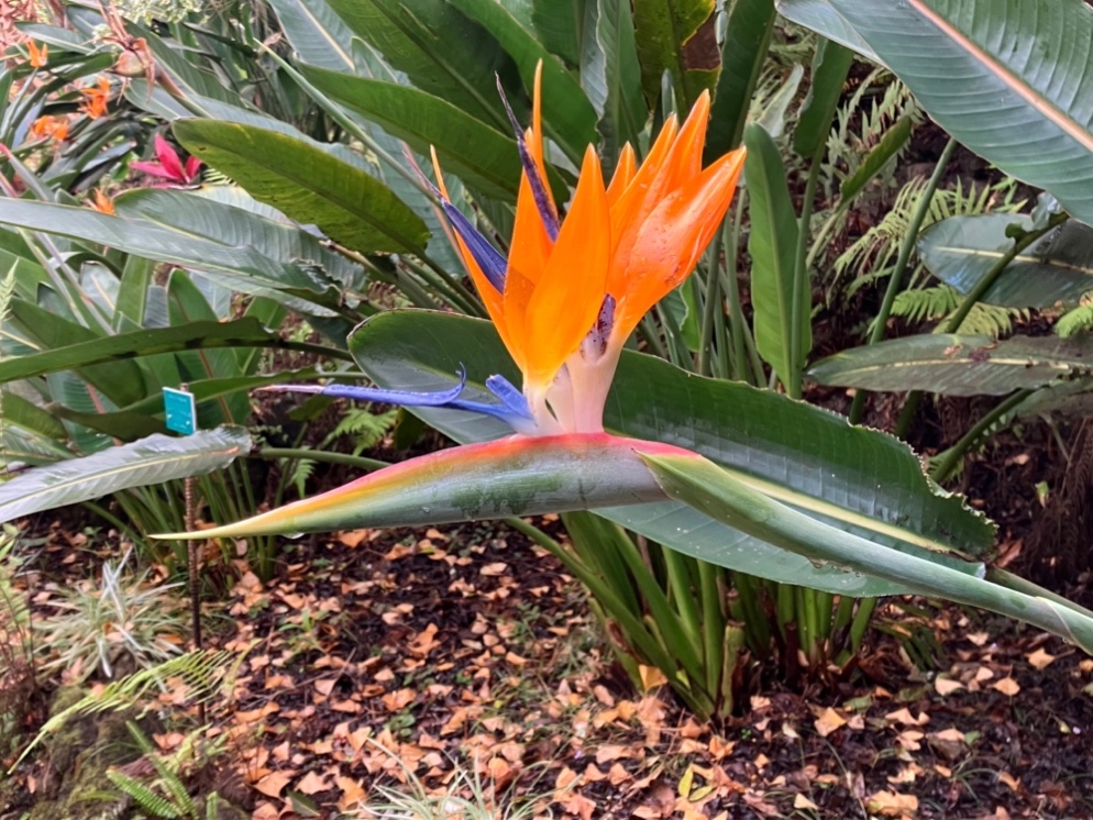 A flower on a plant

AI-generated content may be incorrect.