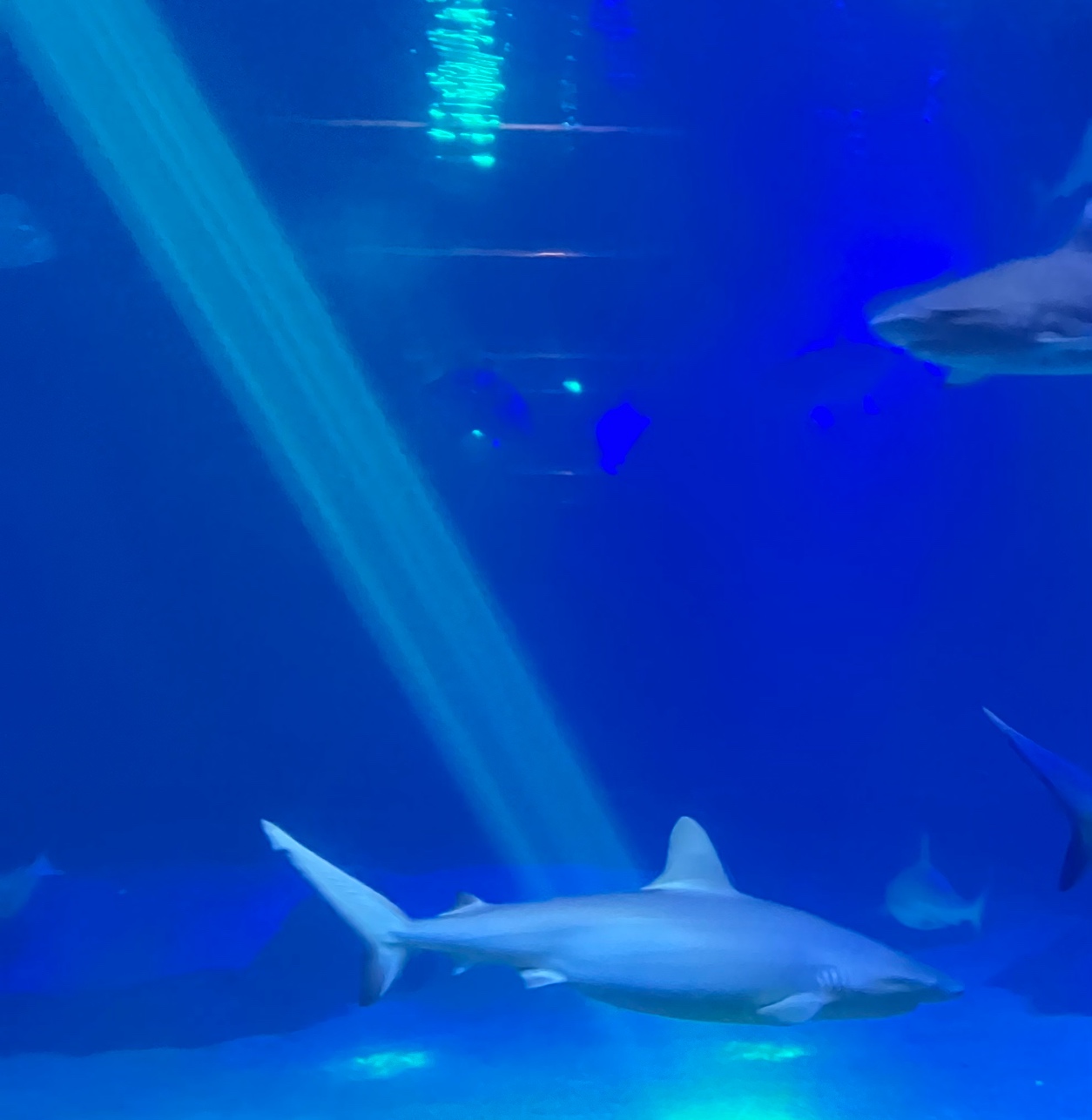 A group of sharks swimming in a tank

AI-generated content may be incorrect.